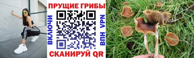 где продают Николаевск-на-Амуре Галлюциногенные грибы Magic Shrooms